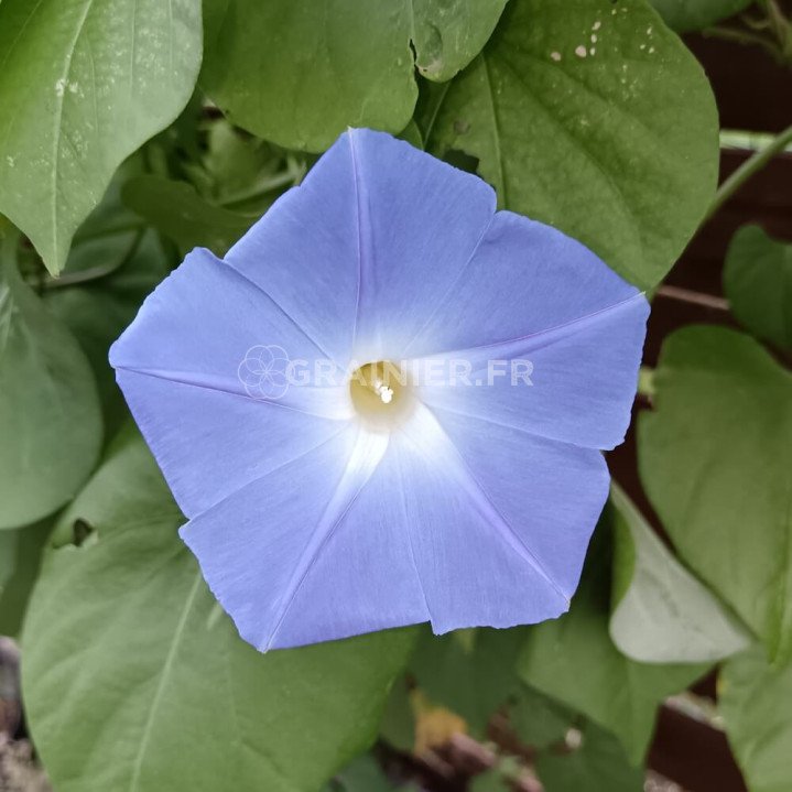 Ipomee tricolor bleu, Ipomoea tricolor Heavenly Blue image